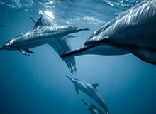 hth华体会——引领全新体育娱乐体验